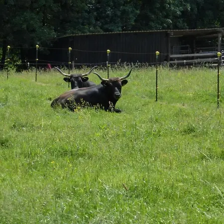 公寓 Broche 希尔兴巴赫